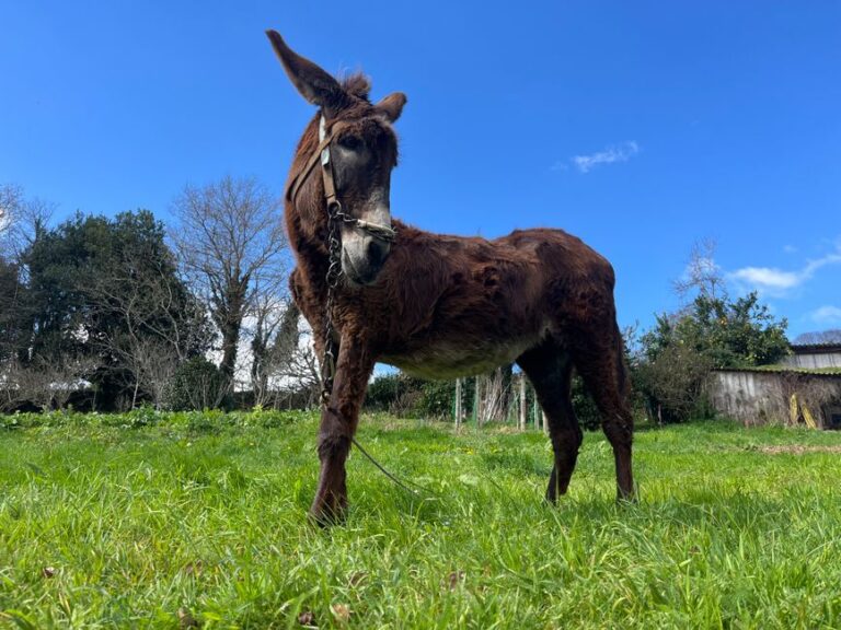Avaliamos 5 Dispositivos 'Inteligentes' para Casa que São Mais Burros que o Seu Pet